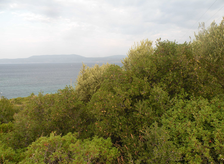 Quercus calliprinos e Quercus macrolepis